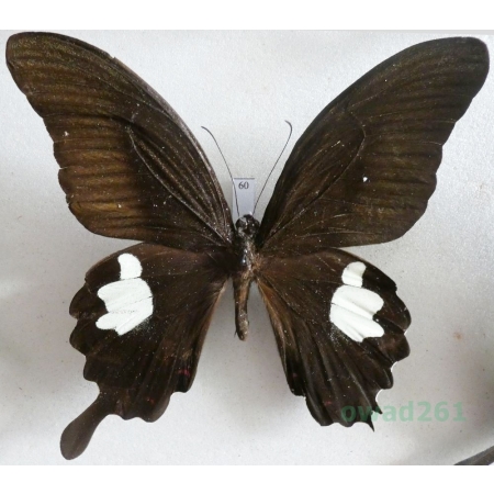 Papilio helenus Linnaeus, 1758 Malaysia 98mm60